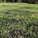 ゴムチップ ゴムチップ