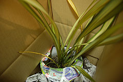 ニューサイラン