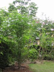 シマトネリコ定植