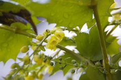 ヒイラギナンテン