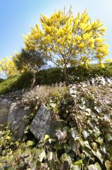 ロックガーデンとミモザ