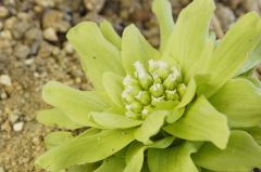 フキノトウ開花