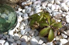 クリスマスローズ元気なし