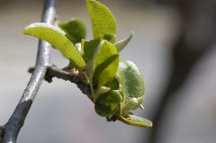 ナツグミ新芽