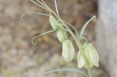 バイモユリ開花