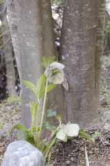 根締めのクリスマスローズ