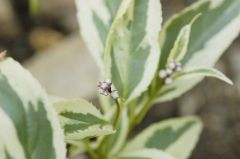 斑入りヒメウツギ