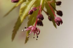 モミジの花