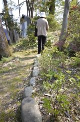 セリバオウレン