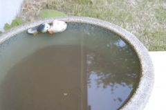 睡蓮鉢2号