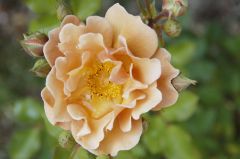 チャーリーブラウン