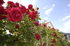 トレリスいっぱいのバラ