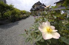 鈴木さんちのバラ