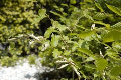 ブナが枯れそう