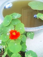 ハスとキンレンカ