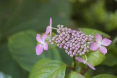 謎の黒姫アジサイ