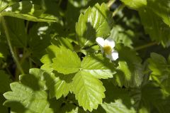 ワイルドストロベリー