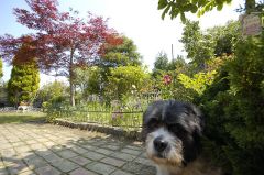 佐々木さんのお庭