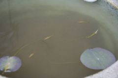 メダカ引っ越し