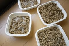 オキナグサ播種