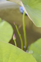 ハスの花芽2つ
