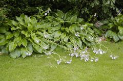 ギボウシの花終了