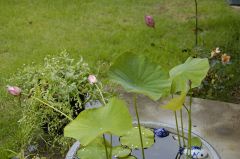 ハスの花危うし