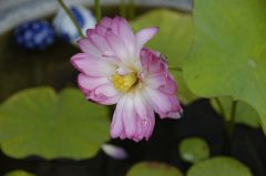 ハス開花ですが