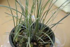 斑入りジャノヒゲ