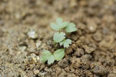 オキナグサ幼苗