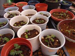 ウンナンサクラソウ育苗