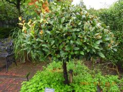 月桂樹のスタンダード仕立て