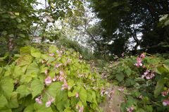 シュウカイドウ