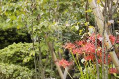 彼岸花満開