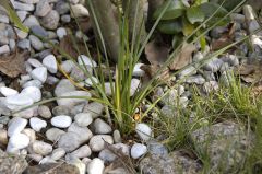 ゼフィランサス