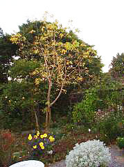 ネグンドカエデの秋