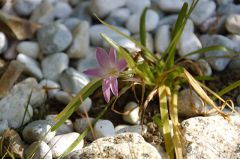 ピンクのゼフィランサス