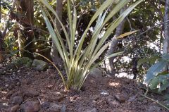 ニューサイラン定植