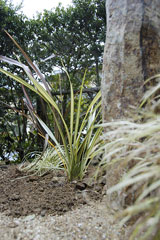 ピンクパンサー追加