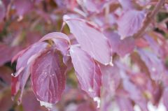 ハナミズキ紅葉