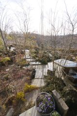 冬枯れの落葉樹