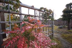 ヒイラギナンテン