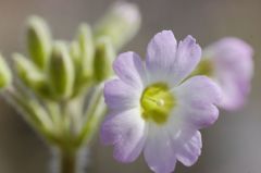 雲南サクラソウ