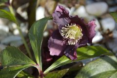 クリスマスローズ