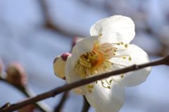 梅開花