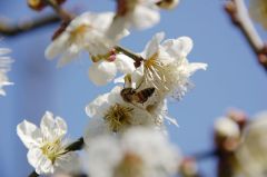 梅と蜂