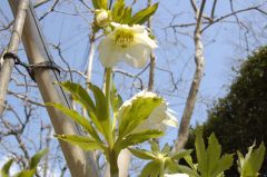 クリスマスローズ