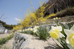 水仙とレンギョウ