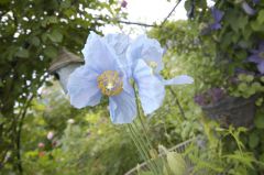 ヒマラヤの青いケシ