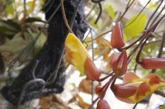 マイソルヤハズカズラ